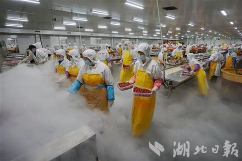 潛江小龍蝦 坐 冷鏈物流直達全國500多個城市